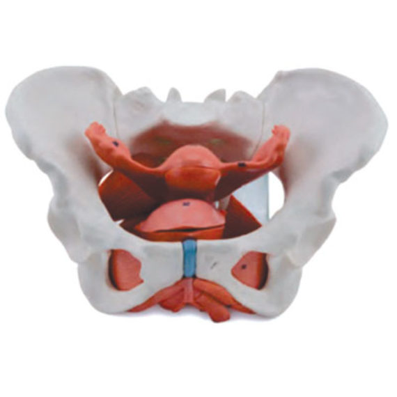 Female Pelvic Cavity